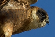Australian Hobby (Falco longipennis)